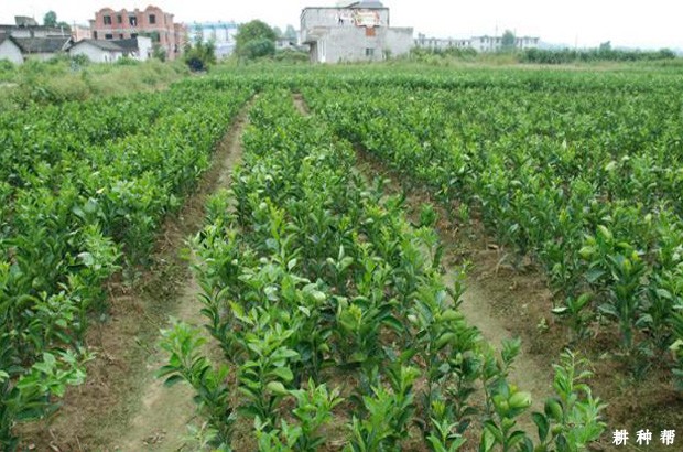 脐橙育砧木苗如何管理? 脐橙育砧木苗如何管理?