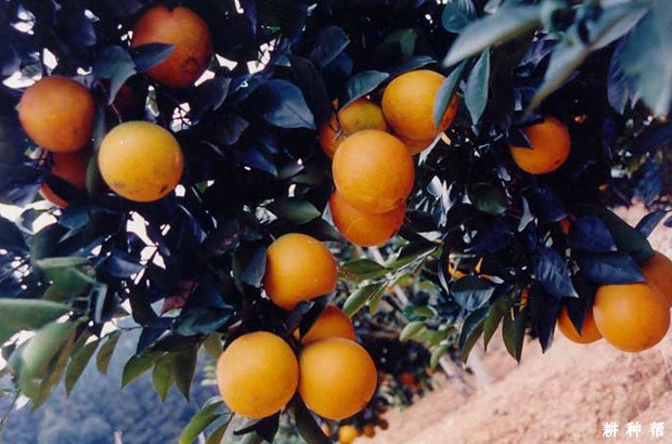 华盛顿脐橙品种好不好? 华盛顿脐橙品种好不好?