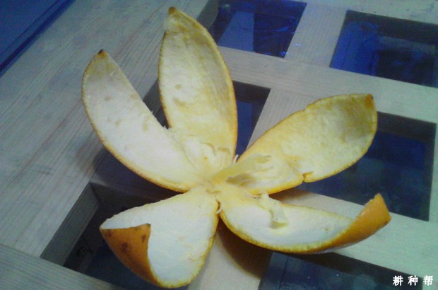 橙子皮有哪些功效与作用？