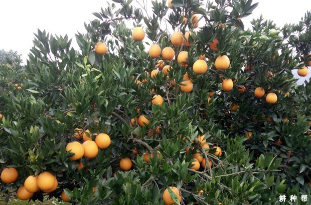 华盛顿脐橙品种好不好? 华盛顿脐橙品种好不好?