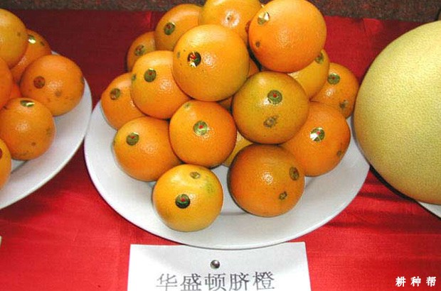 华盛顿脐橙品种好不好? 华盛顿脐橙品种好不好?