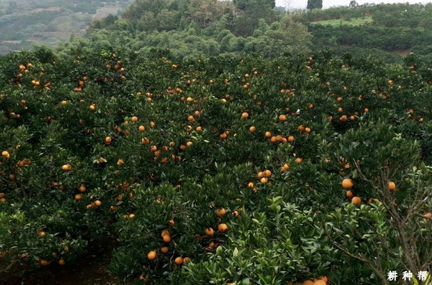 华盛顿脐橙品种好不好? 华盛顿脐橙品种好不好?