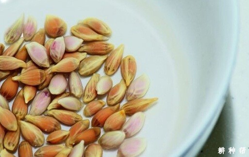 脐橙砧木种子如何消毒、催芽、播种? 脐橙砧木种子如何消毒、催芽、播种?