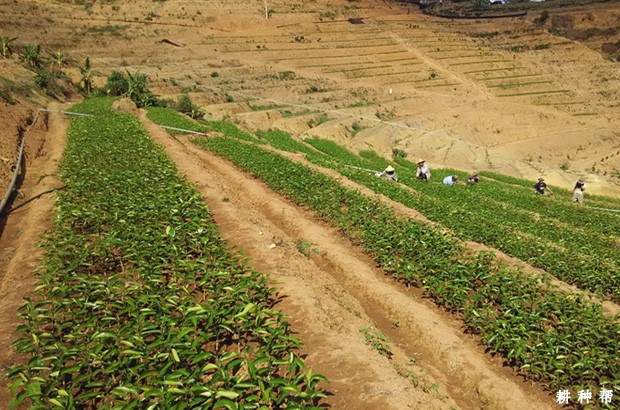 脐橙砧木种子如何消毒、催芽、播种? 脐橙砧木种子如何消毒、催芽、播种?