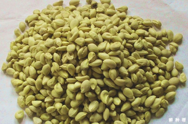 脐橙砧木种子如何消毒、催芽、播种? 脐橙砧木种子如何消毒、催芽、播种?