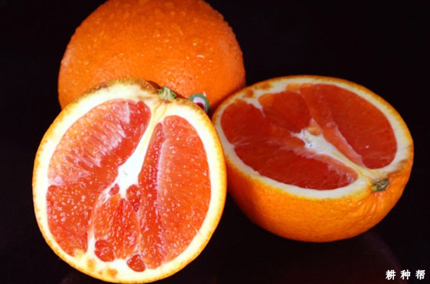 脐橙含有哪些营养成分？