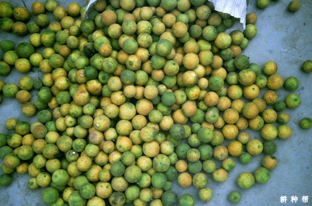 脐橙嫁接用的砧木如何采集种子? 脐橙嫁接用的砧木如何采集种子?