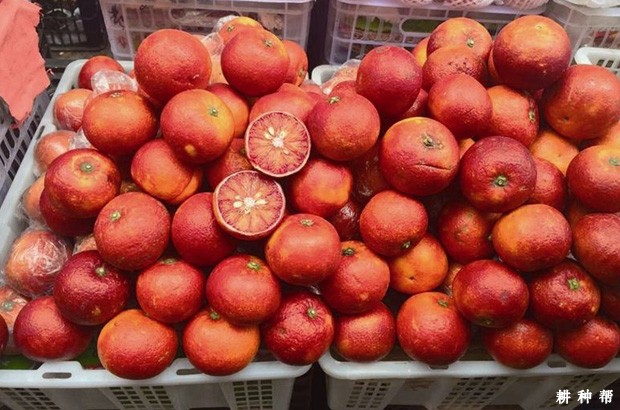 血橙含有哪些营养成分？