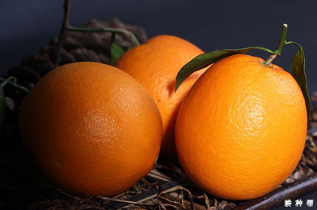 纽荷尔脐橙品种好不好？