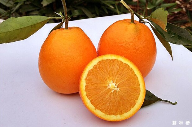 纽荷尔脐橙品种好不好？