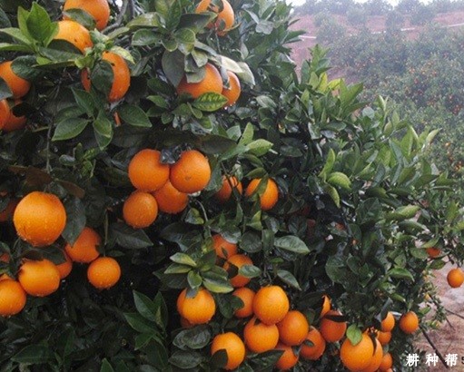 纽荷尔脐橙品种好不好？