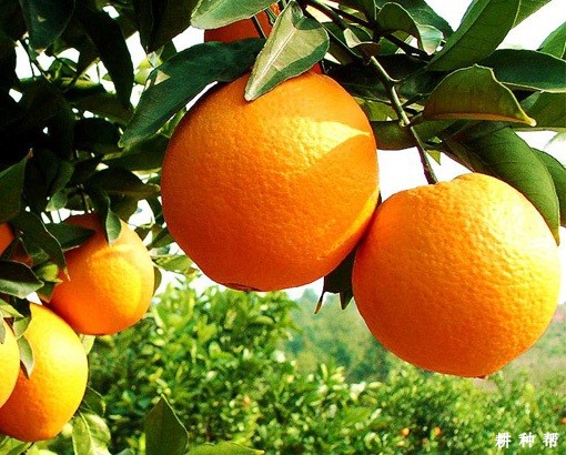纽荷尔脐橙品种好不好？