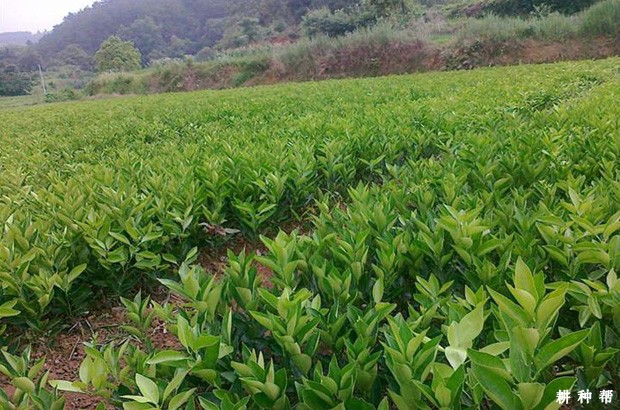 脐橙育苗地要如何整理? 脐橙育苗地要如何整理?