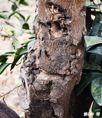 脐橙怎样防治吉丁虫？附图片