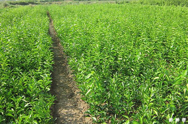 脐橙嫁接用哪种砧木好？