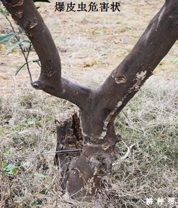 脐橙怎样防治吉丁虫？附图片