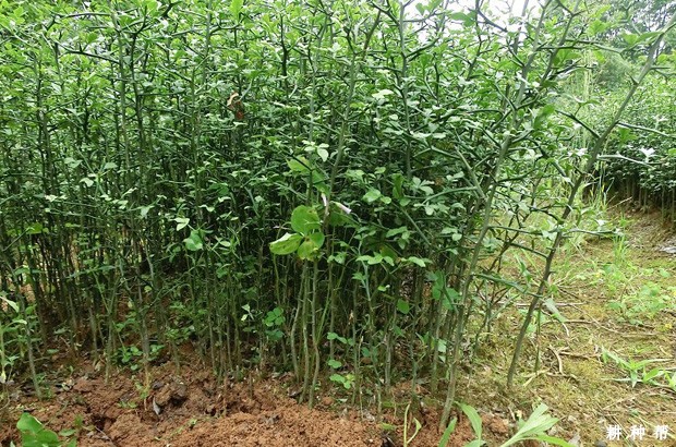 脐橙嫁接用哪种砧木好？