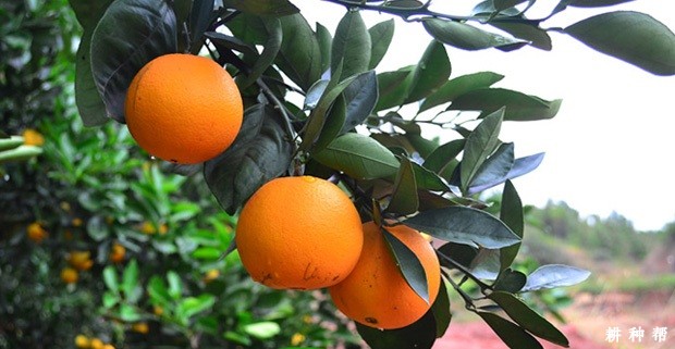 红玉血橙品种好不好？