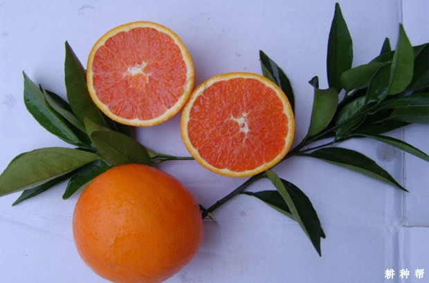 红玉血橙品种好不好？