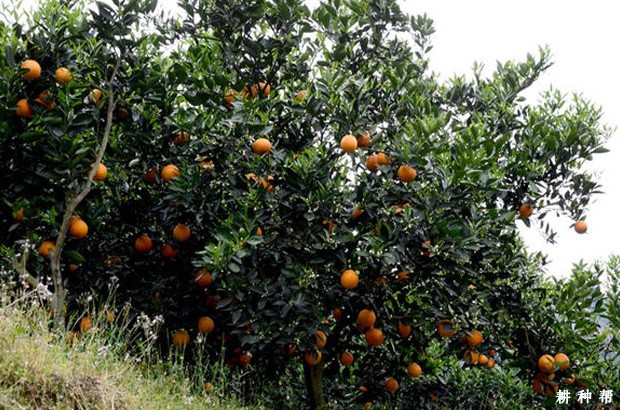 晚棱脐橙品种好不好? 晚棱脐橙品种好不好?