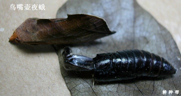 如何防治脐橙吸果夜蛾?附图片 如何防治脐橙吸果夜蛾?附图片