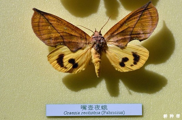 如何防治脐橙吸果夜蛾?附图片 如何防治脐橙吸果夜蛾?附图片