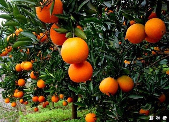 晚棱脐橙品种好不好? 晚棱脐橙品种好不好?