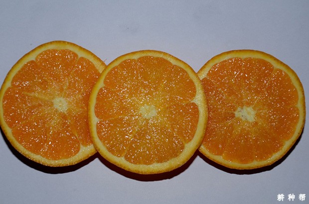 晚棱脐橙品种好不好? 晚棱脐橙品种好不好?