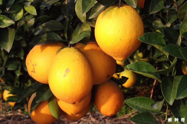 晚棱脐橙品种好不好? 晚棱脐橙品种好不好?