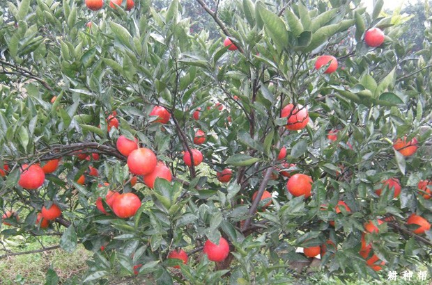 塔罗科血橙品种好不好? 塔罗科血橙品种好不好?