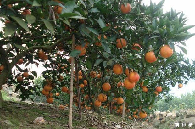 塔罗科血橙品种好不好? 塔罗科血橙品种好不好?