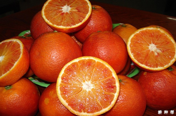 塔罗科血橙品种好不好? 塔罗科血橙品种好不好?