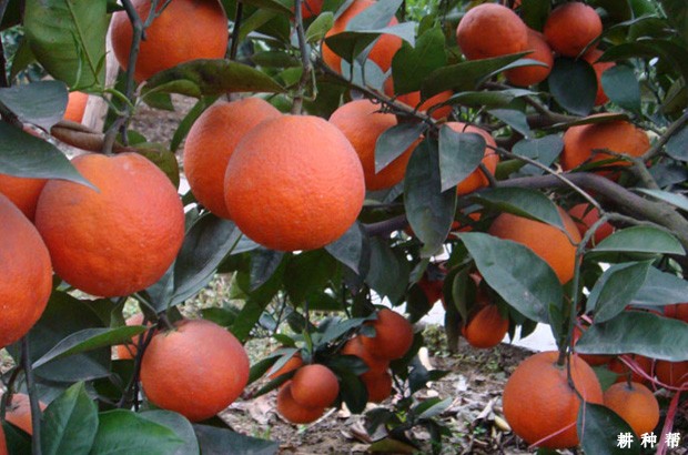 塔罗科血橙品种好不好? 塔罗科血橙品种好不好?