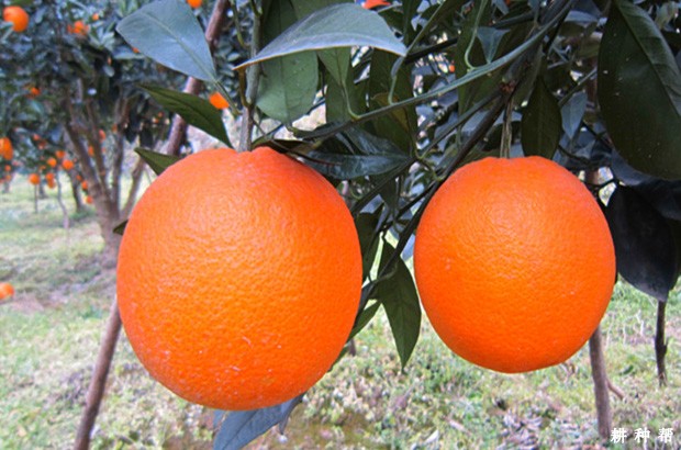 红肉脐橙品种好不好？