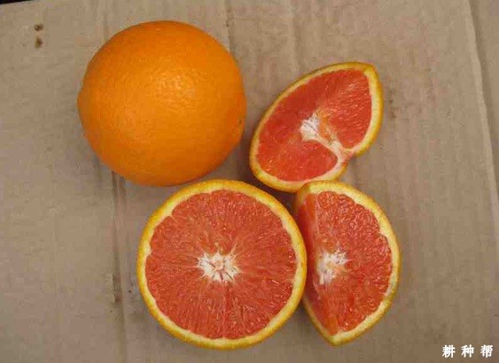 红肉脐橙品种好不好？