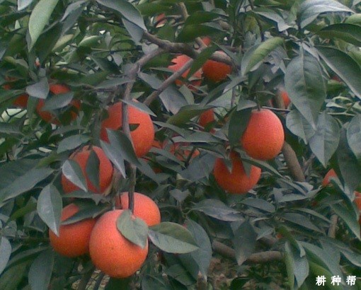 红肉脐橙品种好不好？