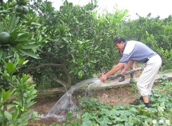 脐橙怎么时候浇水好？