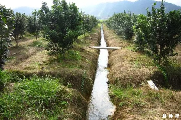 脐橙怎么时候浇水好？