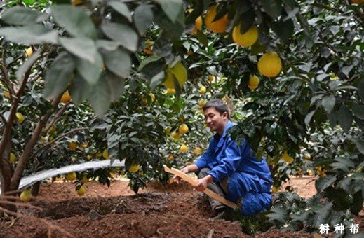 脐橙怎么时候浇水好？