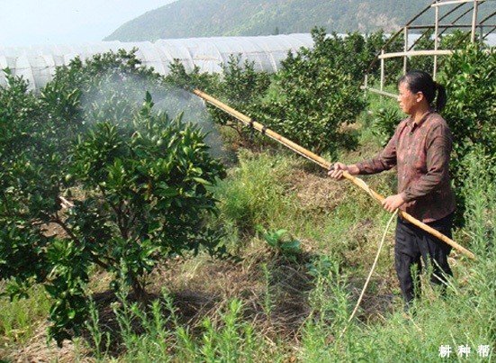 脐橙可以施什么叶面肥? 脐橙可以施什么叶面肥?