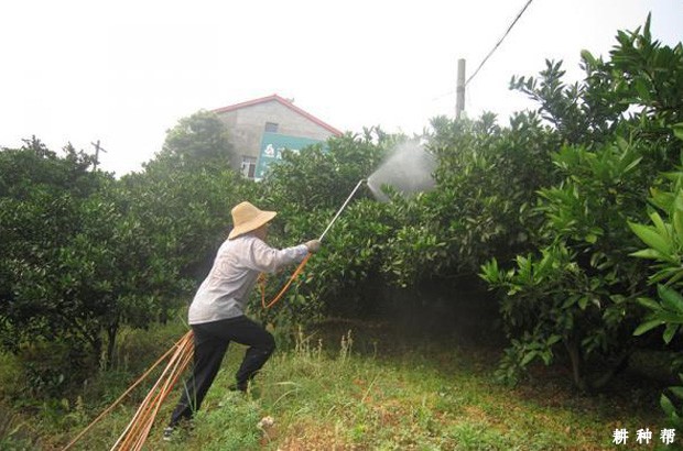 脐橙可以施什么叶面肥? 脐橙可以施什么叶面肥?