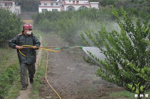 脐橙可以施什么叶面肥? 脐橙可以施什么叶面肥?