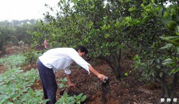 成年脐橙树怎样施肥？