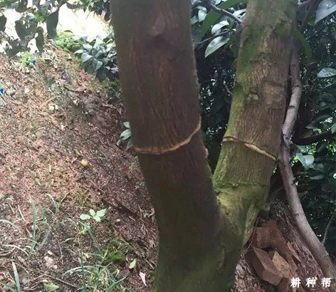 脐橙怎样环割能促花保果? 脐橙怎样环割能促花保果?