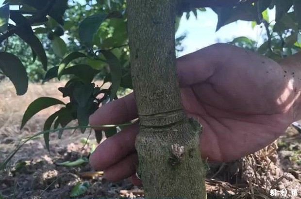 脐橙怎样环割能促花保果? 脐橙怎样环割能促花保果?