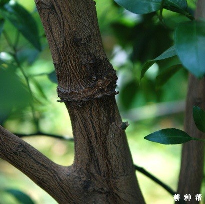 脐橙怎样环割能促花保果? 脐橙怎样环割能促花保果?