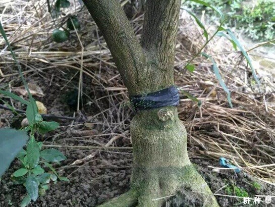 脐橙怎样环割能促花保果? 脐橙怎样环割能促花保果?