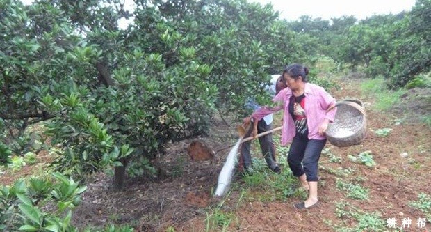 成年脐橙树怎样施肥？