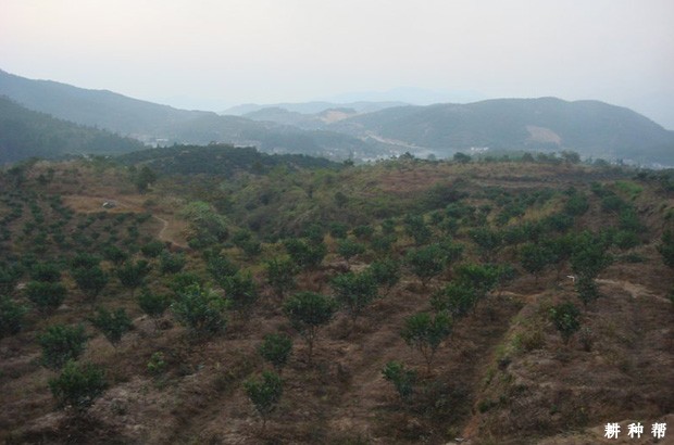 什么样的环境适合种植脐橙? 什么样的环境适合种植脐橙?