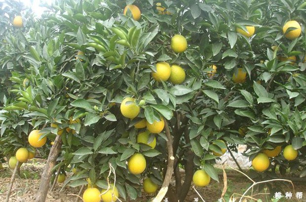 什么样的环境适合种植脐橙? 什么样的环境适合种植脐橙?